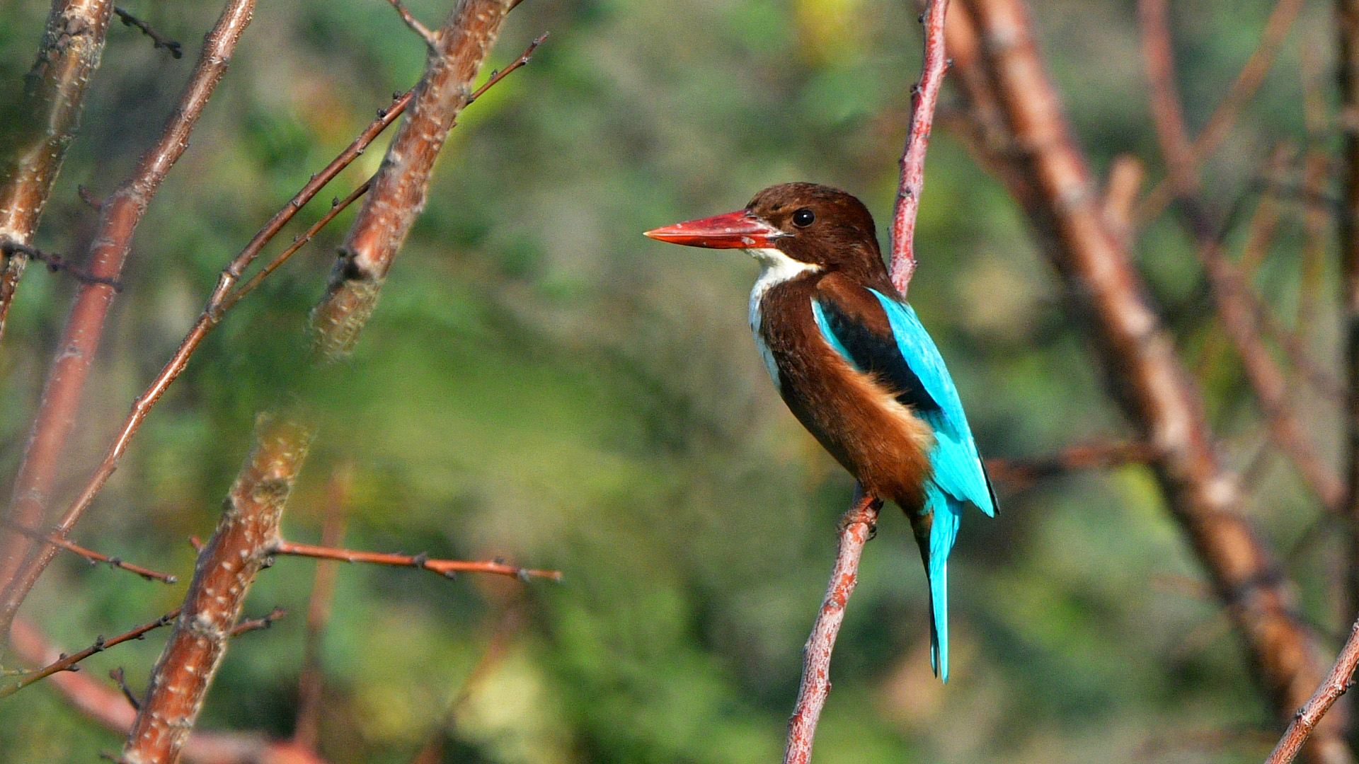 White-throated Kingfisher